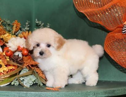 Male Apricot and White Parti Tiny Toy Poodle 