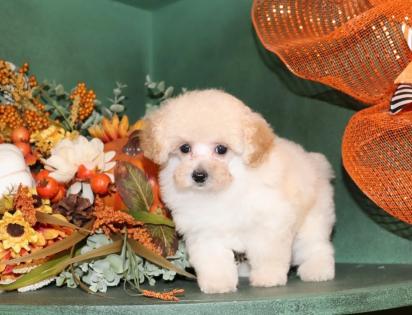 Male Apricot and White Parti Tiny Toy Poodle 