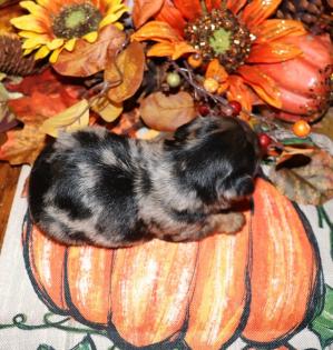 Female Blue Merle Yorkie 