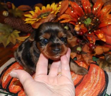 Female Blue Merle Yorkie 