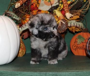 blue merle poodle - male puppy 