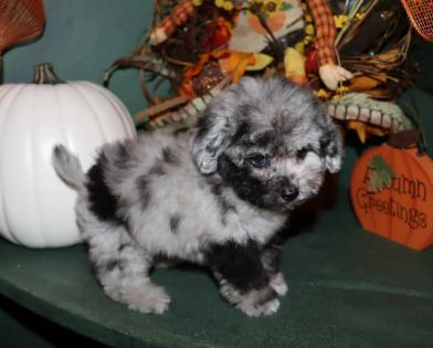 blue merle poodle 