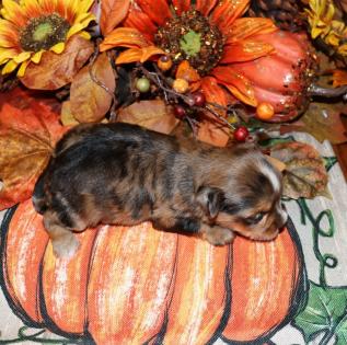 Female Beautiful Chocolate Merle Yorkie 