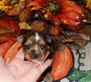 Female Beautiful Chocolate Merle Yorkie 