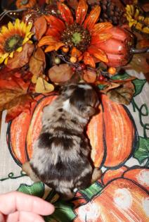 Male Beautiful Chocolate Merle Yorkie 