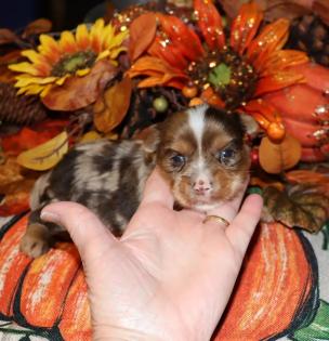 Male Beautiful Chocolate Merle Yorkie 