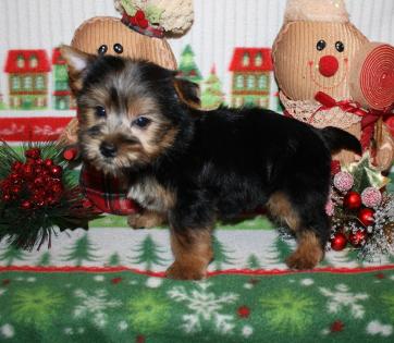 Tradional Yorkies, Merle Yorkie puppies for sale