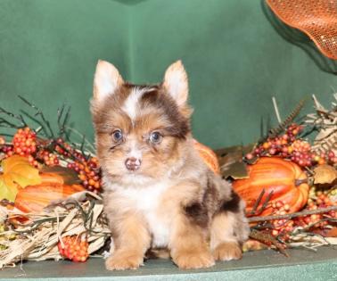 Female Blue Merle Yorkie 