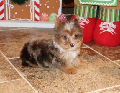  Male Chocolate Merle Yorkie. 