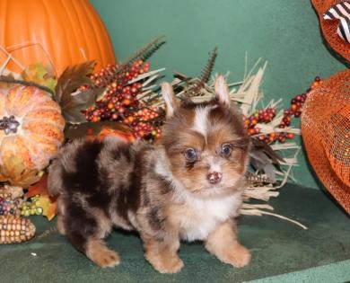 Female Blue Merle Yorkie 