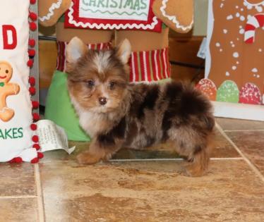  Male Chocolate Merle Yorkie. 