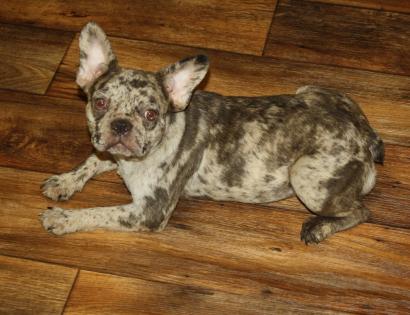 French Bulldog puppies, Merle French Bulldogs for sale