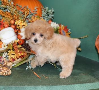 Female Apricot Tiny Toy Poodle. 