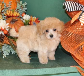 Female Apricot Tiny Toy Poodle. 