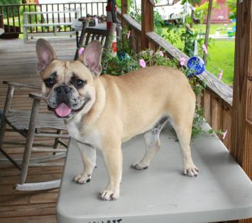 French Bulldog puppies, Merle French Bulldogs for sale