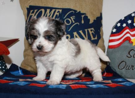 Merle Yorkiepoo puppies, Teacup Yorkie poo for sale