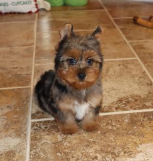 Female Blue Merle Yorkie 