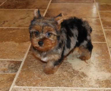 Female Blue Merle Yorkie 