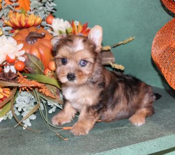  Female Beautiful Chocolate Merle Yorkie 