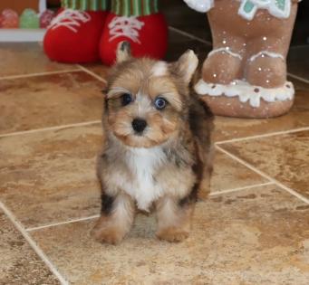  Female Beautiful Chocolate Merle Yorkie 