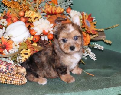  Female Beautiful Chocolate Merle Yorkie 