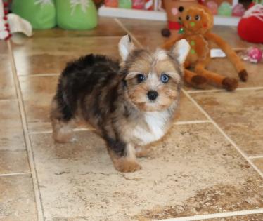  Female Beautiful Chocolate Merle Yorkie 