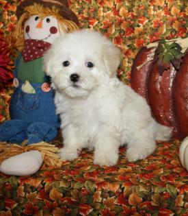 Maltipoo puppies, Teacup Maltipoo puppies for sale