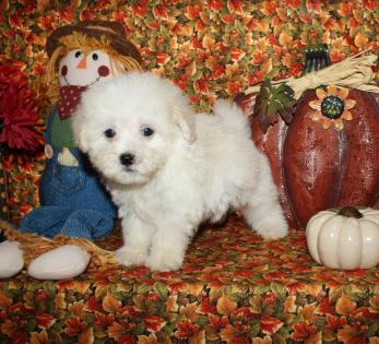 Maltipoo puppies, Teacup Maltipoo puppies for sale