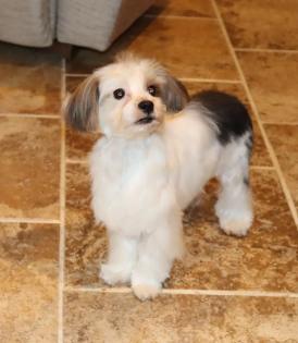 Male White and Tan Parti Yorkipoo 